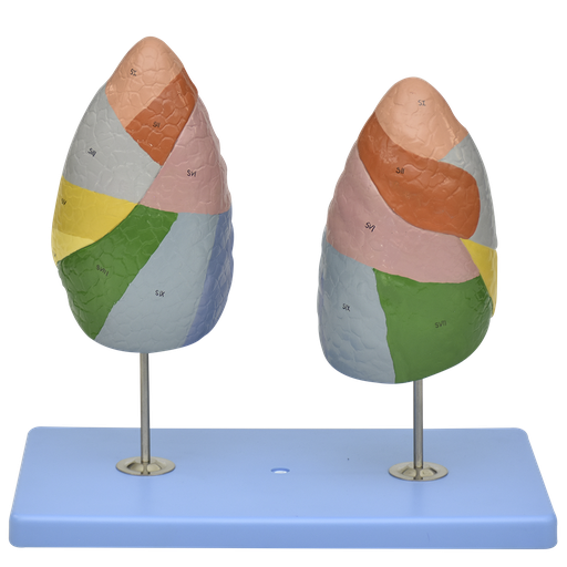 [PUL-SEG] Modelo anatomico de segmentos pulmonares