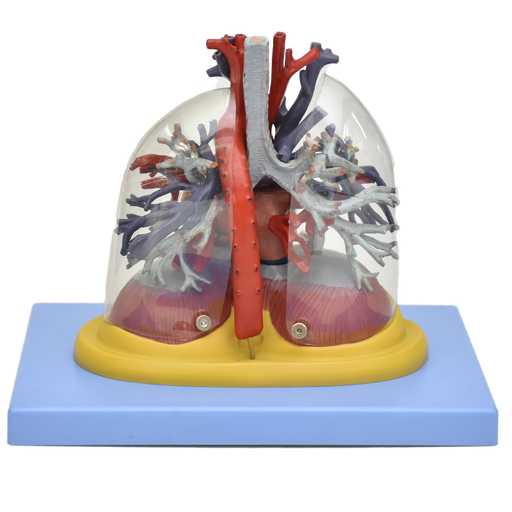 [PUL-TRANS] Pulmon transparente, traquea y arbol bronquial con corazon