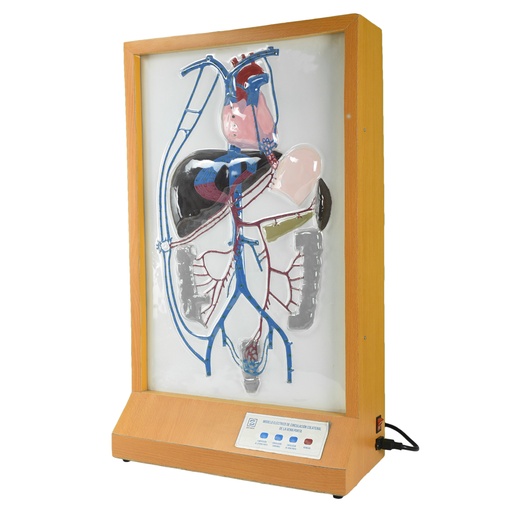 [MOD-CIRC-PORTA] Circulación eléctrica compensatoria de la vena porta