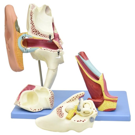 [OIDO-GIG-PREMIUM] Modelo anatomico gigante de oido