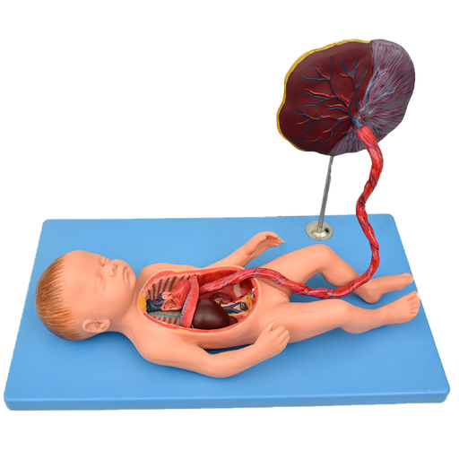 [FETO-PLACENTA] Modelo anatómico de feto con placenta