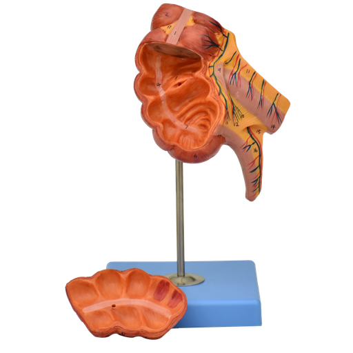 [APE-INTE] Apendice e intestino ciego