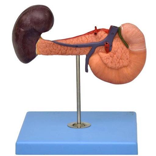 [PANCREAS] Páncreas con bazo y duodeno