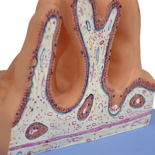 [INTESTINO-INT] Modelo anatómico de la superficie interna del yeyuno