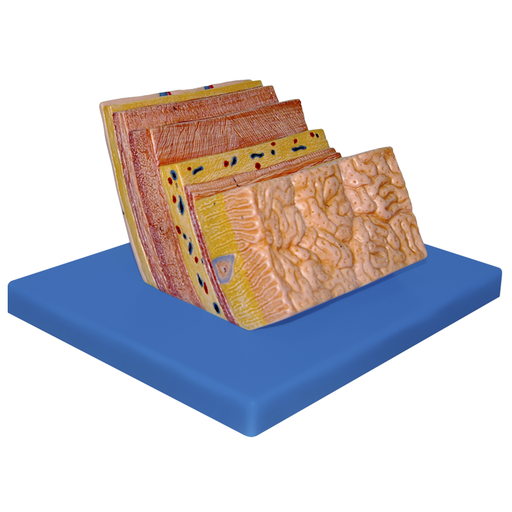 [ESTOMAGO-INT] Modelo anatomico de la pared del estomago