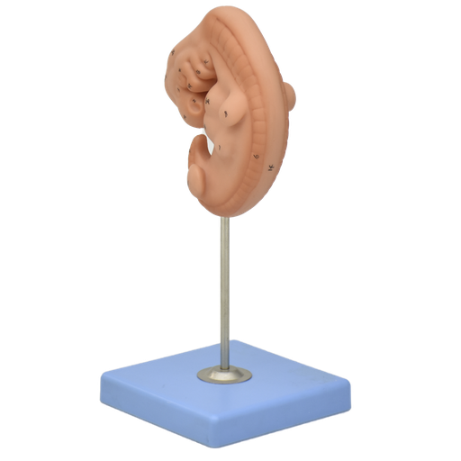 [EMBRION] Modelo anatómico de embrión