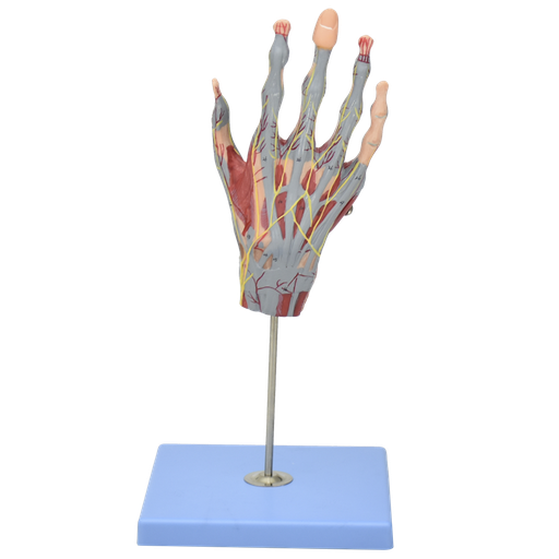 [MANO-MUSC] Mano con musculos, nervios y vasos sanguineos