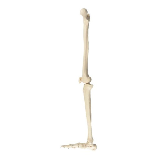 [PIERNA-OSEO-DER

] Pierna ósea con pie derecho