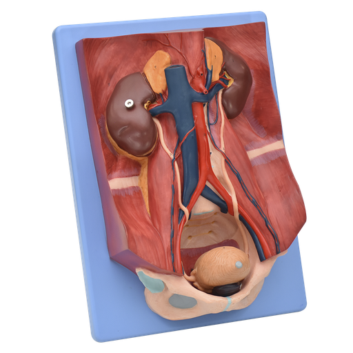 [SIS-URO-TAB] Modelo anatomico del sistema urinario