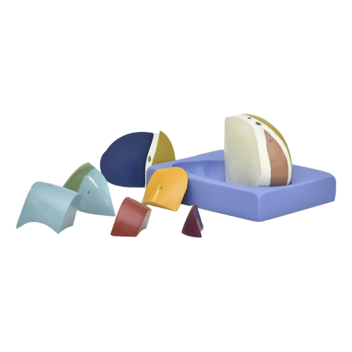 [TALAMO] Modelo gigante del talamo