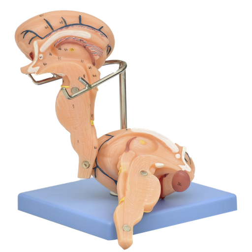 [TRONCO-CEREBRAL] Modelo anatómico del tronco cerebral