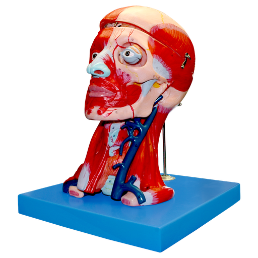 [CAB-MUSC] Musculatura de la cabeza y cuello