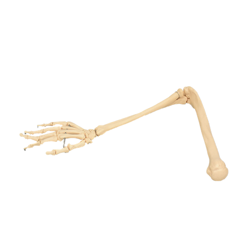 [BRA-OSEO-DER] Brazo óseo con mano derecha