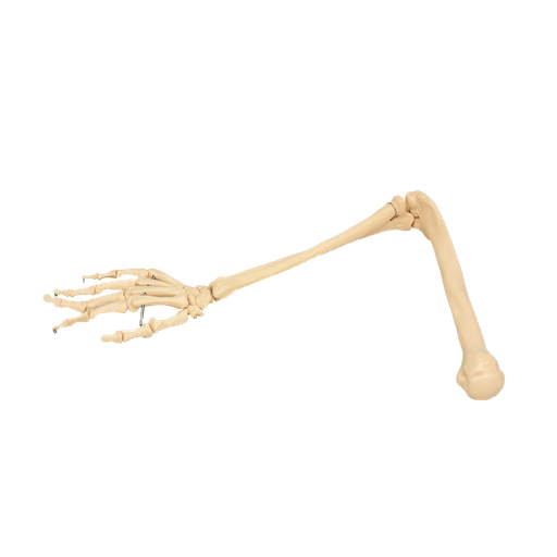 [BRA-OSEO-DER] Brazo oseo con mano derecha