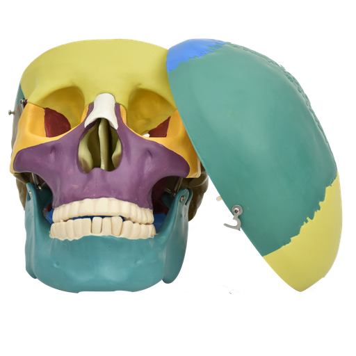 [CRA-COL] Cráneo humano con colores