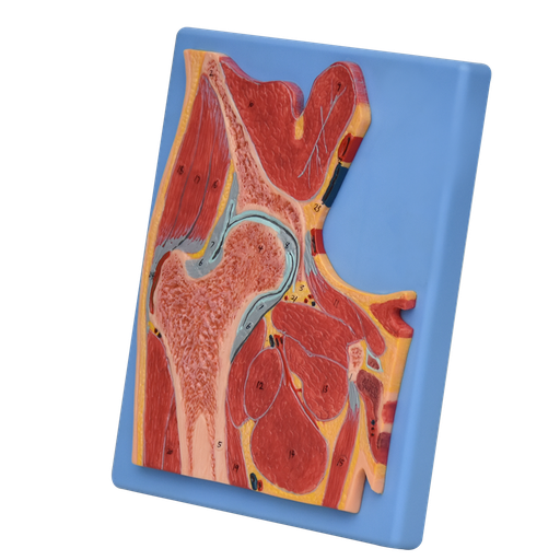 [CAD-SEC] Modelo anatomico de cadera seccionada