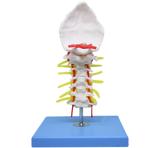 [VERT-CERV] Vértebra cervical