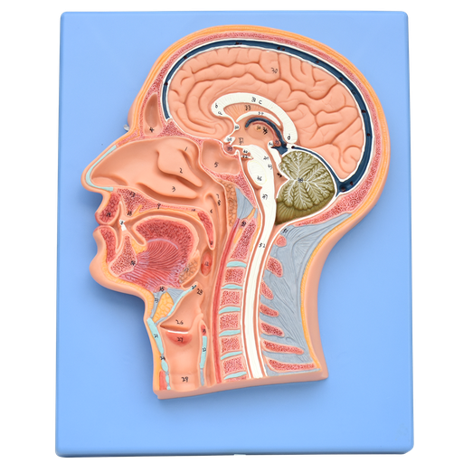 [CAB-SEC-LAM] Corte sagital de la cabeza