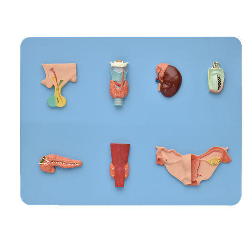 [ENDOCRINO] Modelo del sistema endocrino