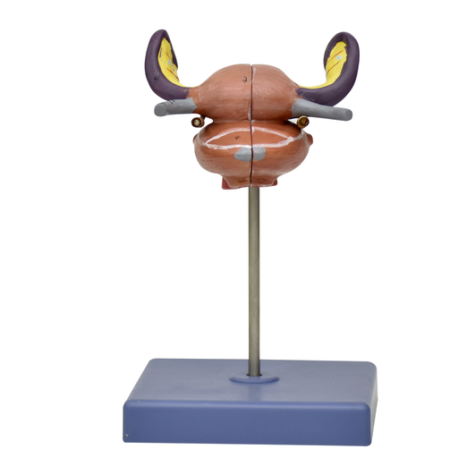 [UTERO] Modelo anatómico del útero