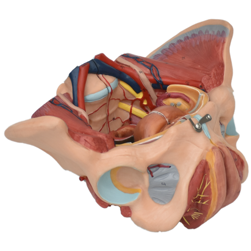 [PEL-FEM-ORG] Pelvis femenina con órganos reproductores, nervios vasculares y músculos