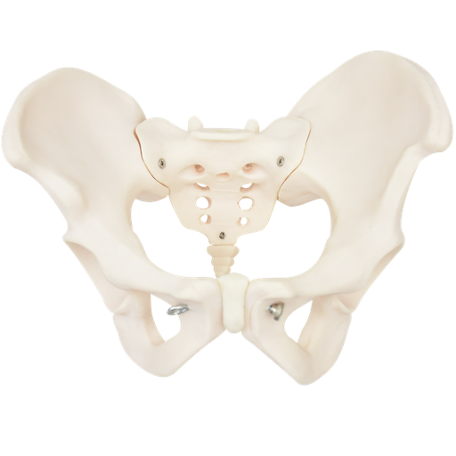 [PEL-FEM-OSEO] Pelvis femenina ósea