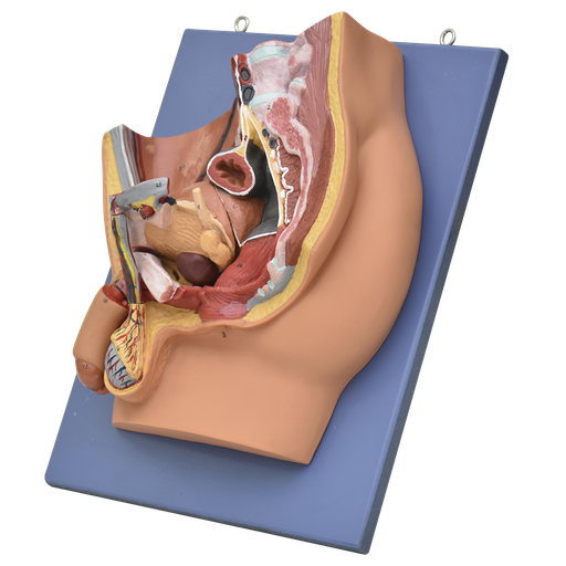 [PEL-MASC-SEC] Corte sagital de pelvis masculina