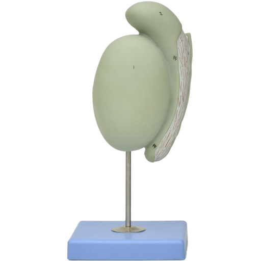 [TESTICULO] Modelo anatómico de testículo gigante