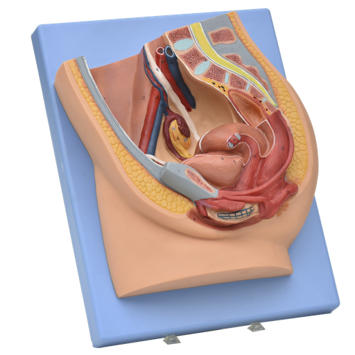 [PEL-FEM-SEC] Corte sagital de pelvis femenina
