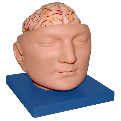 [CAB-CER] Encefalo de lujo con arterias