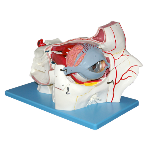 [OJO-ORBITA] Globo ocular y órbita con vasos y nervios