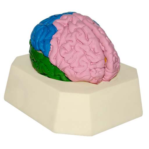 [CER-LOBULOS] Modelo de cerebro con lóbulos