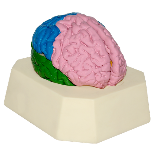 [CER-LOBULOS] Modelo de cerebro con lobulos