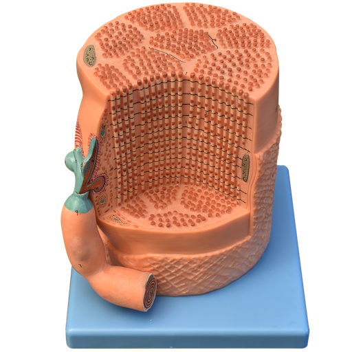 [FIB-MUSC] Fibra muscular