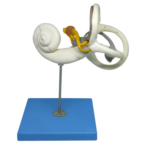 [LABERINTO] Modelo anatómico de laberinto de oído