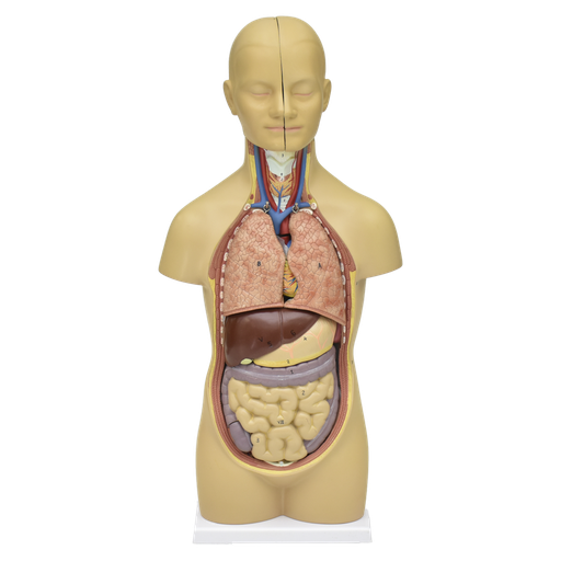 [TOR-50] Torso de 50 cm