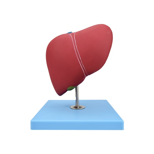 [LIVER] Higado con vesicula biliar