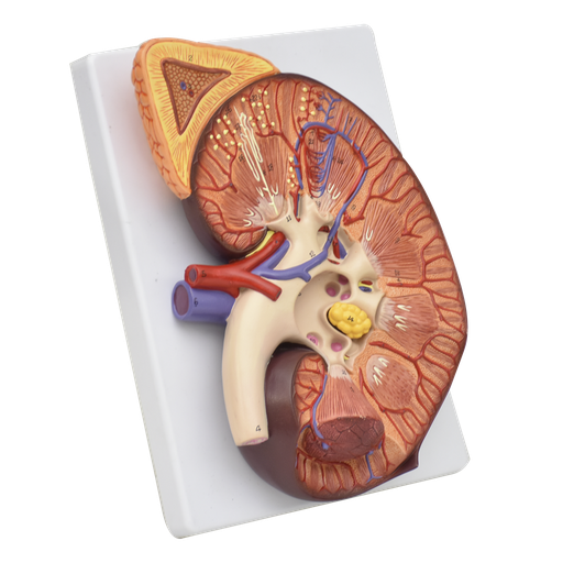 [KIDNEY] Riñón con glándula adrenal