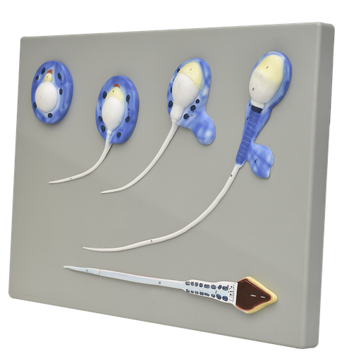 [SPERM] Modelo de espermatozoides