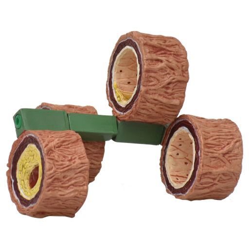[ARTERIA] Arteria