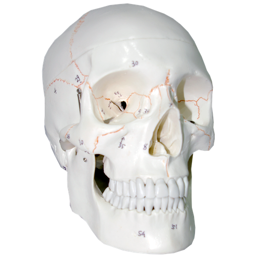 [CRA-NUM] Cráneo numerado