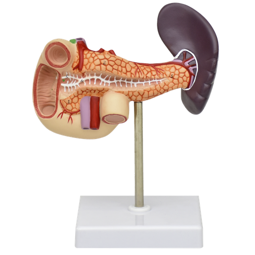 [PANC] Pancreas, duodeno y vesicula