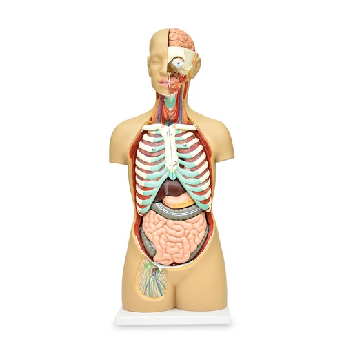 [TOR-85-17] Torso asexual