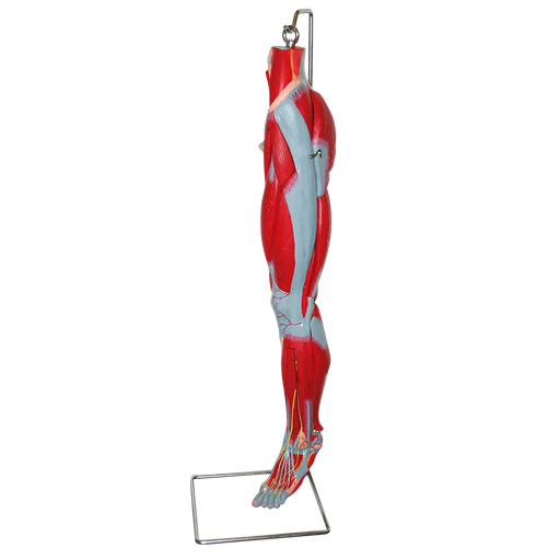 [LEG-MUSC] Musculatura de pierna