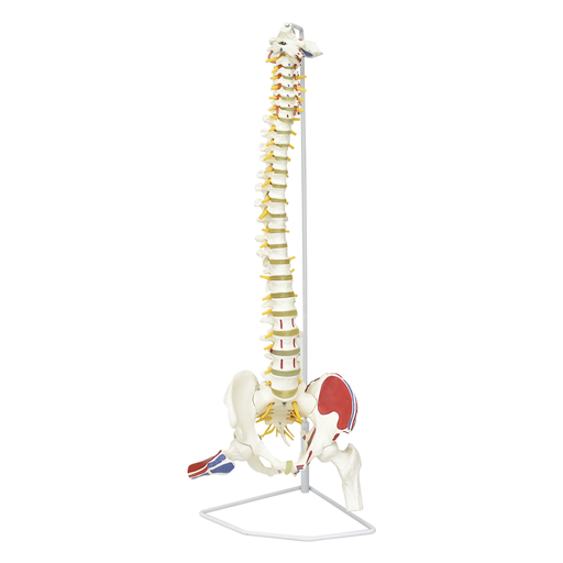 [COL-NAT] Columna natural