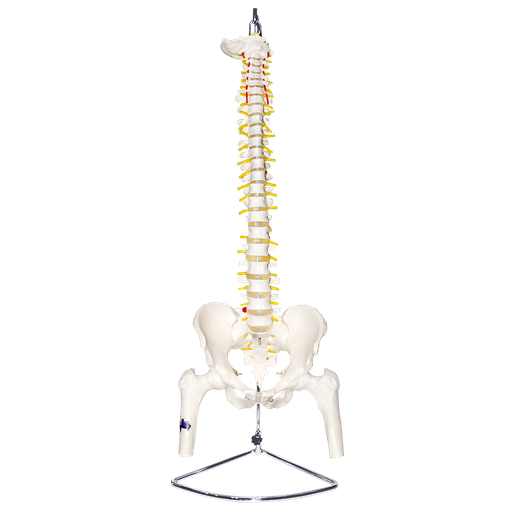 [COL-FEM] Columna vertebral con pelvis