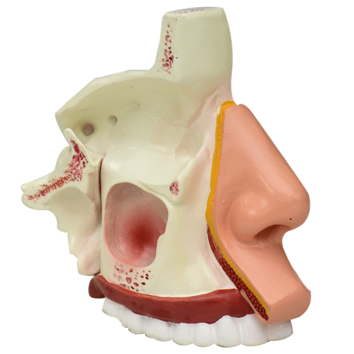 [NARIZ-SBASE] NARIZ SIN BASE