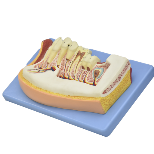 [JAW-INF] Mandíbula inferior niño