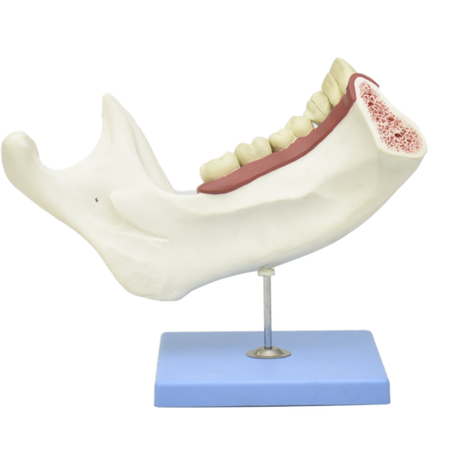 [JAW-ADU] Mandibula inferior de adulto