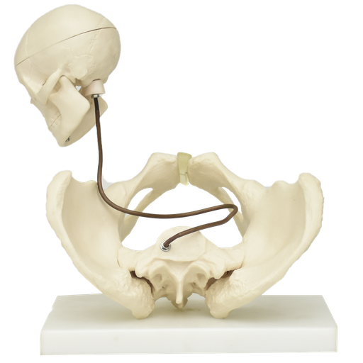 [PEL-NAC] Pelvis para demostración de nacimiento